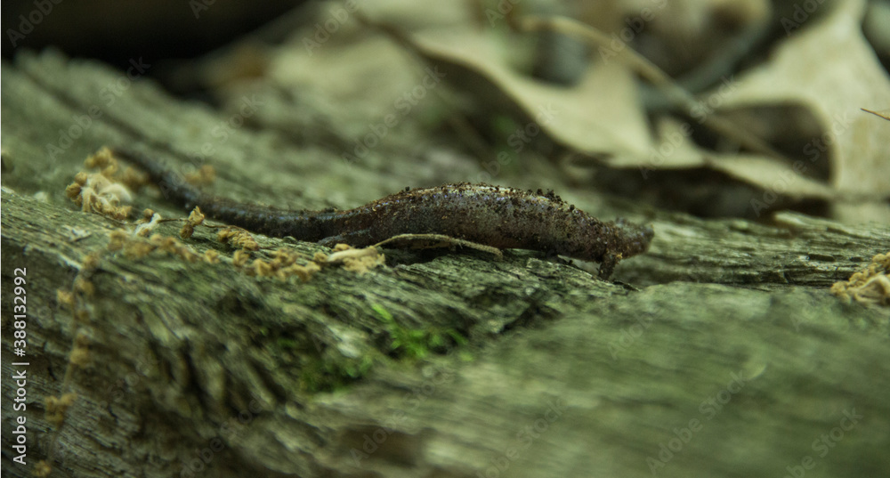 Naklejka premium Salamander