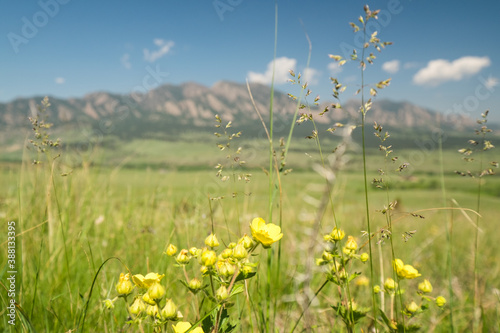 meadow with flowers