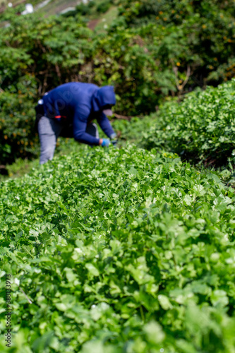 Agriculture in Cartago Mountains, cropp potatoes, coriander, beet and carrots. Food does not grow in supermarkets. 