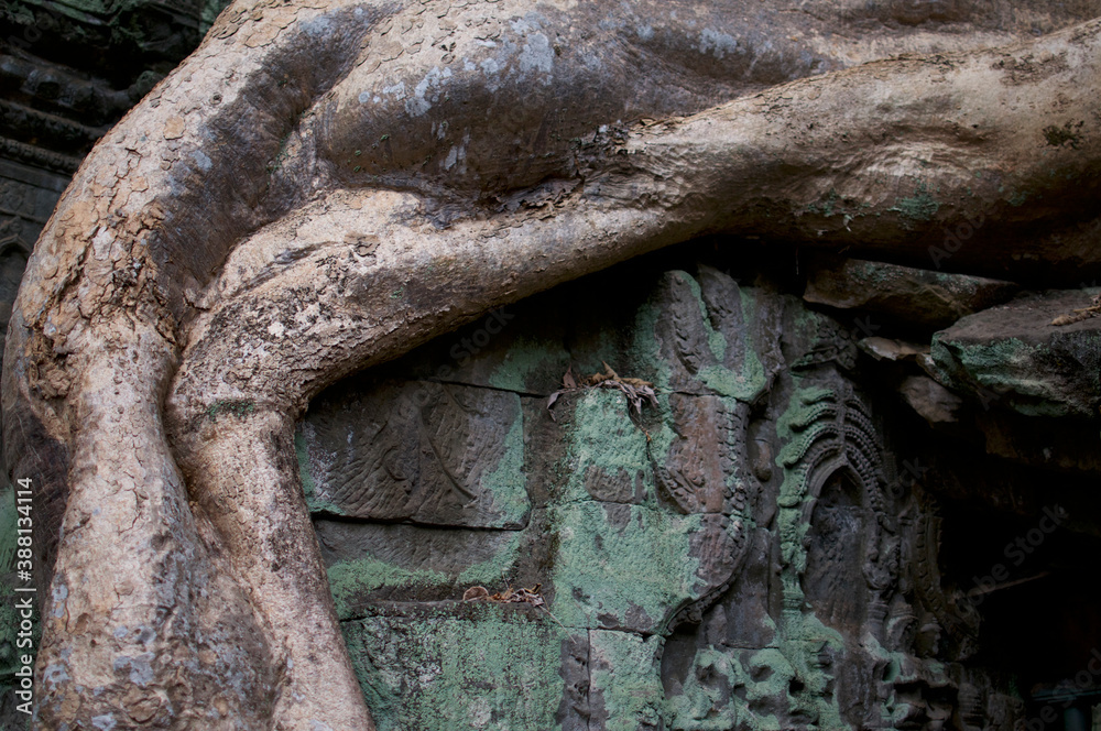 Roots at Ta Prohm temple building inside Angkor Wat heritage site Roots at Ta Prohm temple building inside Angkor Wat heritage site