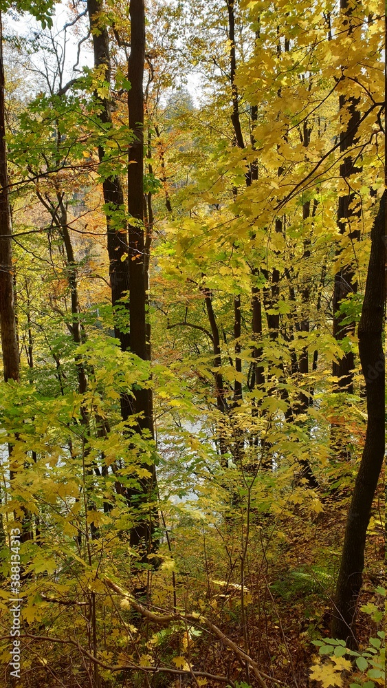 Fototapeta premium Polska Złota Jesień