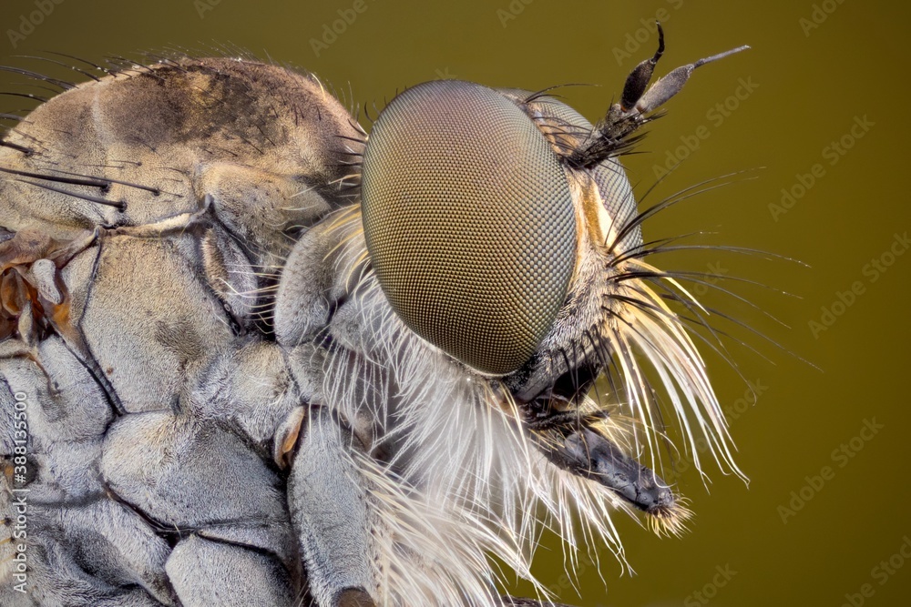 Fototapeta premium extreme close up of a robber fly.