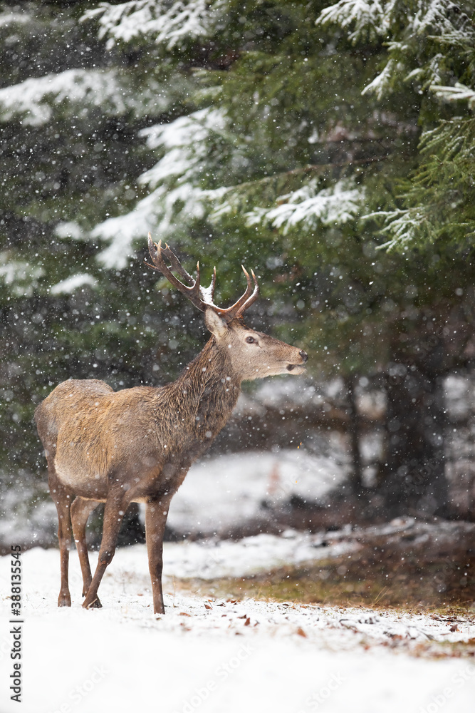 Red deer, cervus elaphus, watching aside inside winter forest. Brown stag observing in wilderness during snowstorm. Antlered mammal standing in woodland while snowing in nature. Red deer, cervus elaphus, watching aside inside winter forest. Brown stag observing in wilderness during snowstorm. Antlered mammal standing in woodland while snowing in nature.