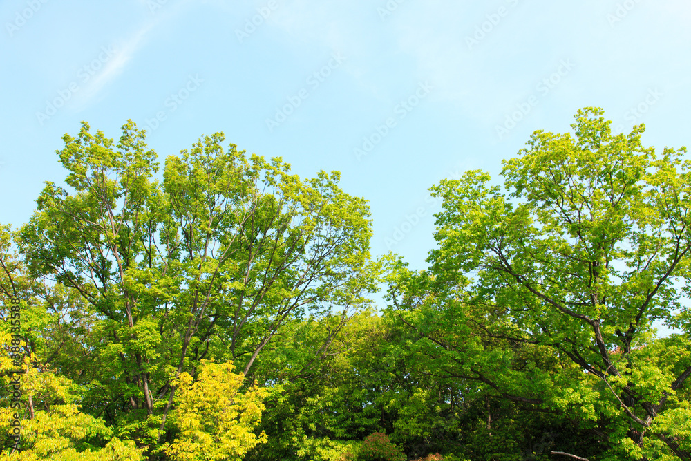 新緑の葉っぱと青空