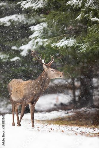 Red deer, cervus elaphus, watching aside inside winter forest. Brown stag observing in wilderness during snowstorm. Antlered mammal standing in woodland while snowing in nature. © WildMedia