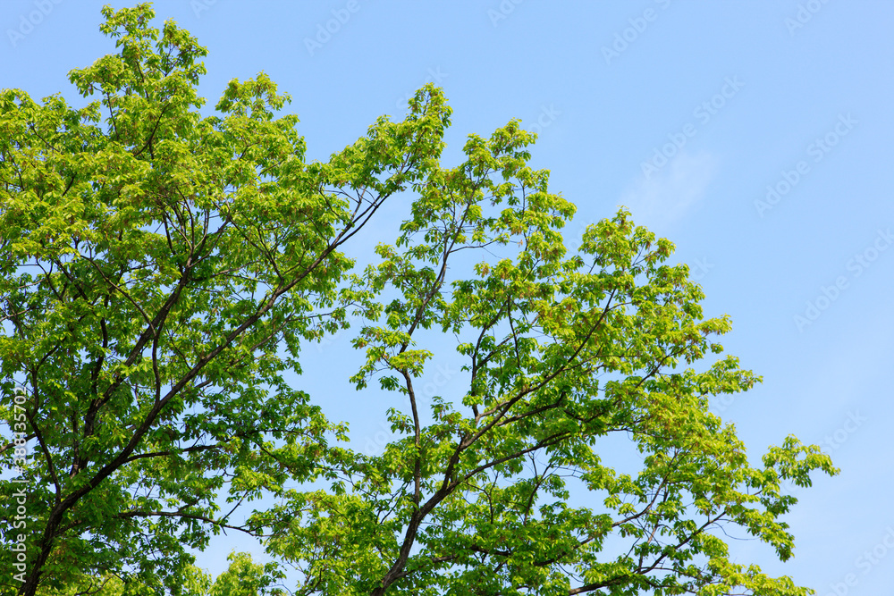 新緑の葉っぱと青空