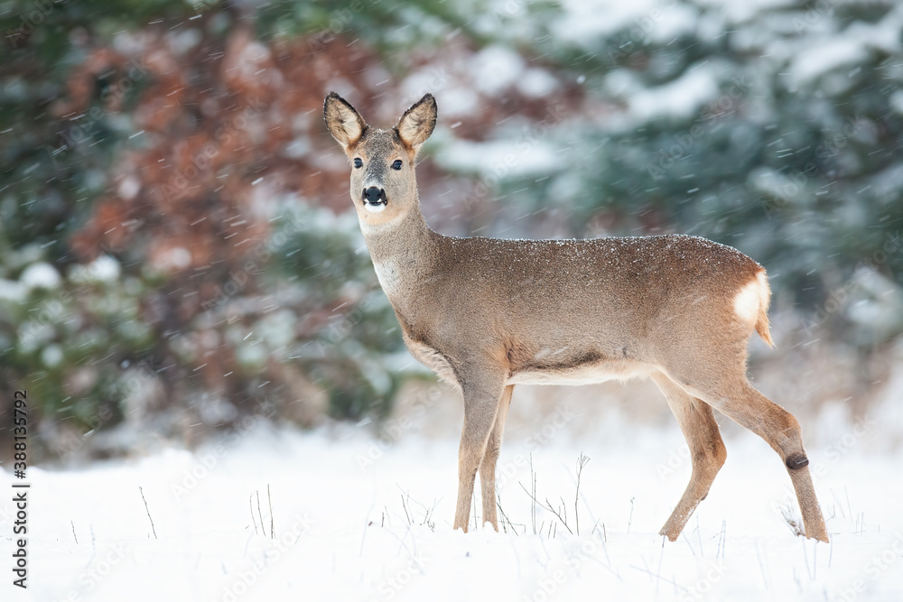 Roe deer, capreolus capreolus, doe standing on white field during snowing. Wild mammal looking to the camera in snowstorm. Brown female animal observing on snowy meadow. Roe deer, capreolus capreolus, doe standing on white field during snowing. Wild mammal looking to the camera in snowstorm. Brown female animal observing on snowy meadow.