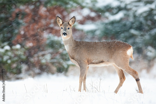 Roe deer, capreolus capreolus, doe standing on white field during snowing. Wild mammal looking to the camera in snowstorm. Brown female animal observing on snowy meadow.