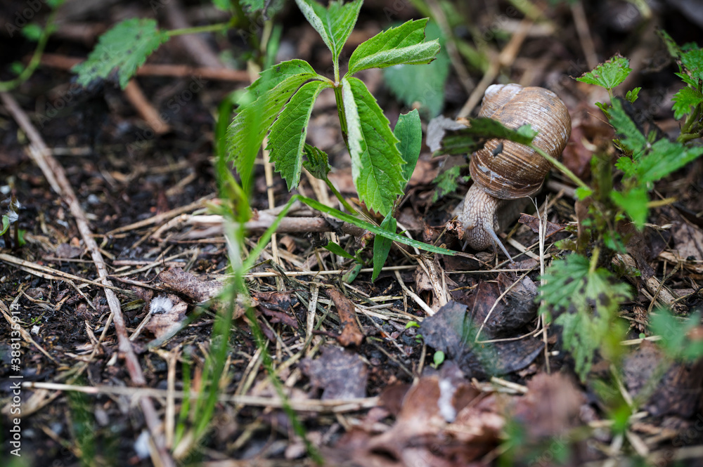 Snail crawling on the ground near dry leaves. Snail crawling on the ground near dry leaves.