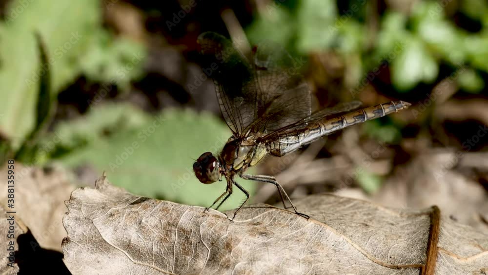 Libellule sur feuille.