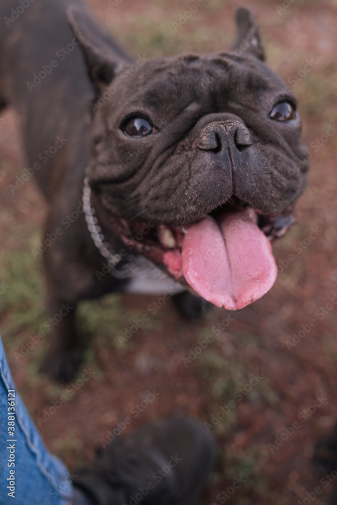 French bulldog on a walk at park in summer day surrounded by other dogsm French bulldog on a walk at park in summer day surrounded by other dogsm
