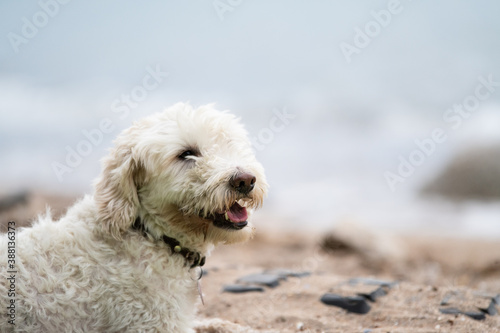 Cute white dog © Photopet