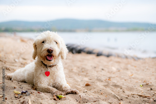 Cute white dog © Photopet