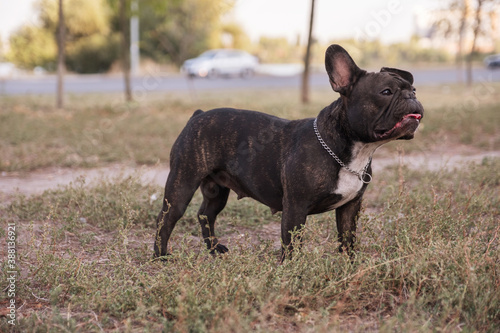 French bulldog on a walk at park in summer day surrounded by other dogsm