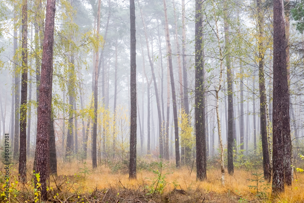 Obraz premium NovemberWetter