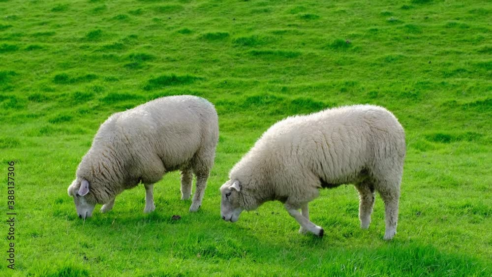 Sheep graze on a green meadow on a summer sunny day Sheep graze on a green meadow on a summer sunny day