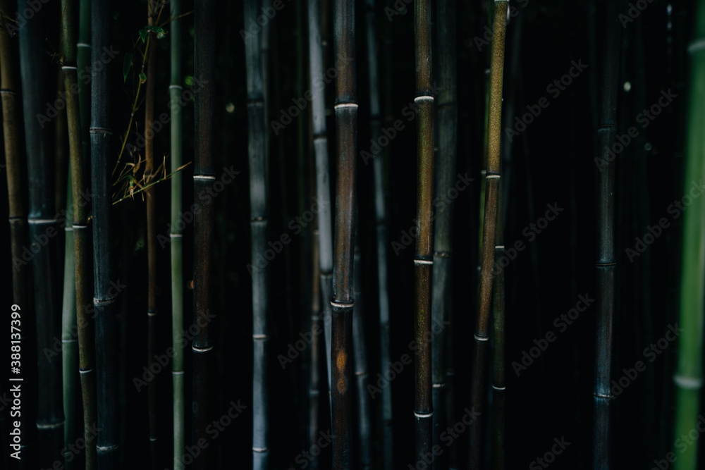 Fototapeta premium Dark Bamboo Forest
