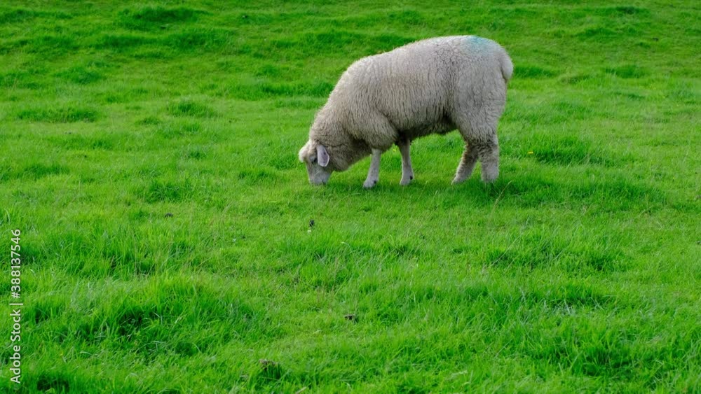 Sheep graze on a green meadow on a summer sunny day Sheep graze on a green meadow on a summer sunny day