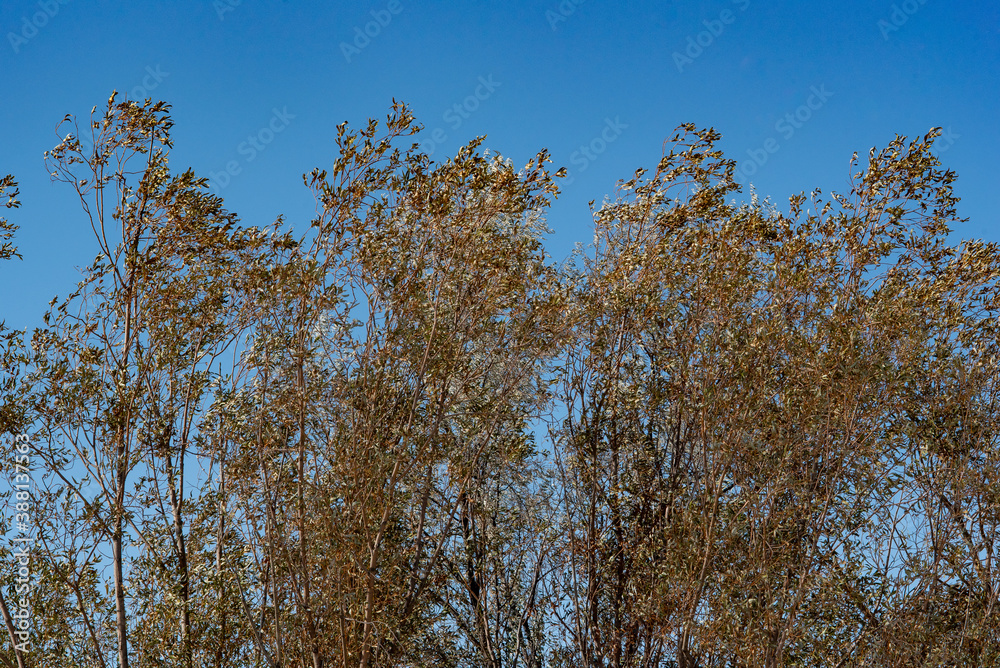 Fototapeta premium trees and sky