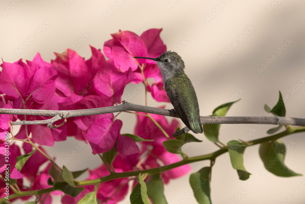 Fototapeta premium Bougainvillea scarlet and hummingbird green gleam in Arizona morning