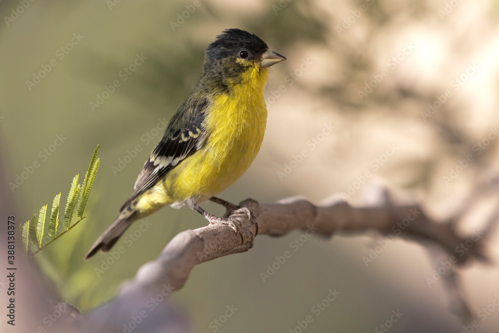 Naklejka premium Lesser Goldfinch perched on mesquite tree branch in Arizona