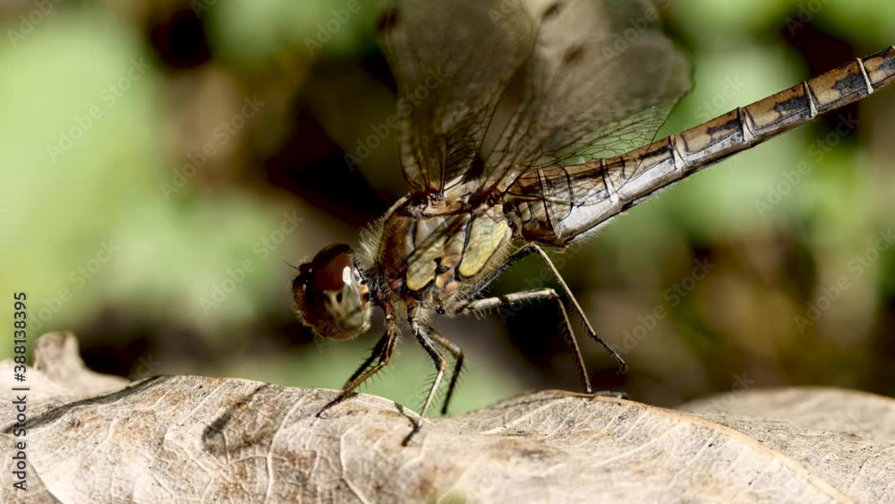 Libellule sur feuille.