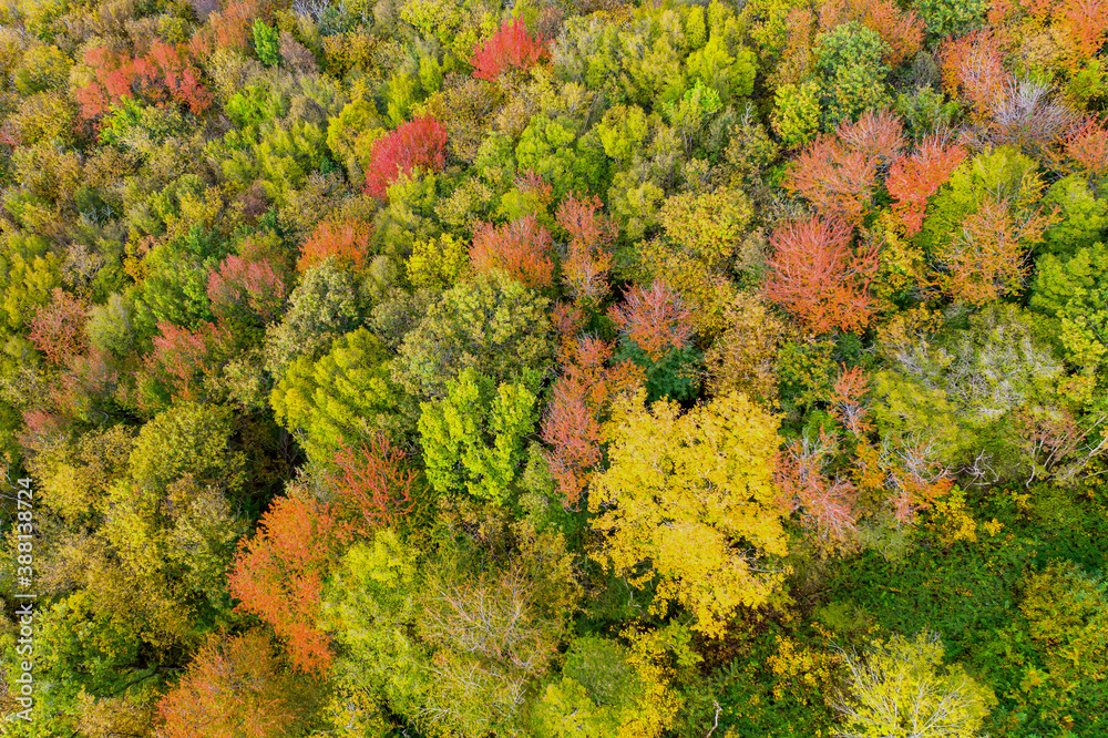 autumn trees with yellow and red leaves view from a height of 30 meters autumn trees with yellow and red leaves view from a height of 30 meters