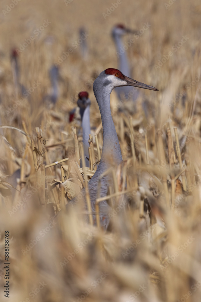 Fototapeta premium Corn field hides and feeds flock of sandhill cranes in New Mexico