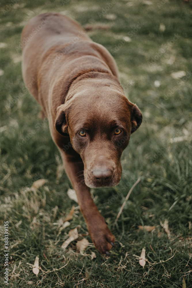 dog dog