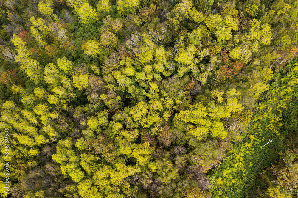 autumn trees with yellow and red leaves view from a height of 30 meters autumn trees with yellow and red leaves view from a height of 30 meters