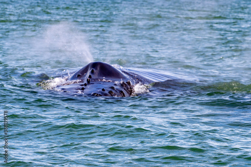 Whare Watiching in Costa Rica. Humpback whales in the pacific Sea of Central America © Gilberto Velarde