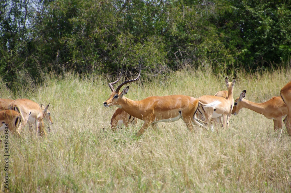 Impalas in the Serengeti park in Tanzania