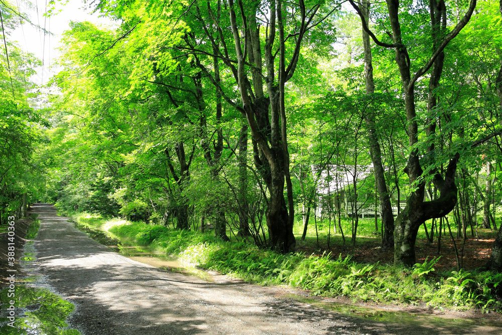 Fototapeta premium 新緑の小径
