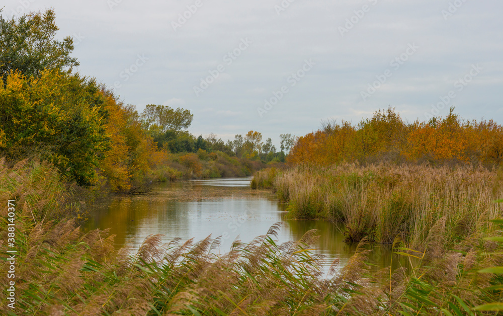 The edge of a lake in autumn colors under a cloudy sky at fall, Almere, Flevoland, The Netherlands, October 26, 2020