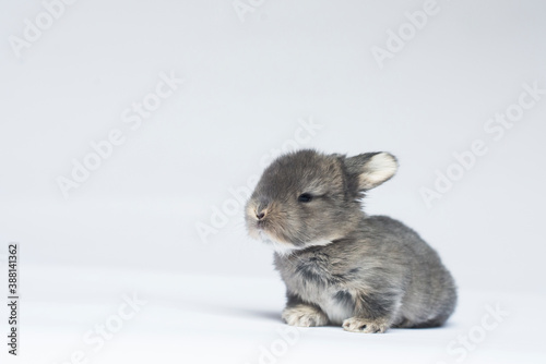 Gray Baby Bunning Sitting on White Background photo