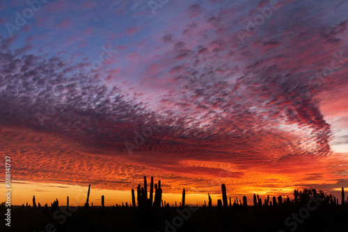 Silhouette of cactus at a warm sunset in the desert of Baja California