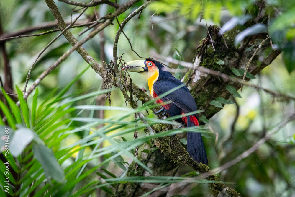Fototapeta premium Beautiful red, black and yellow colorful tropical bird