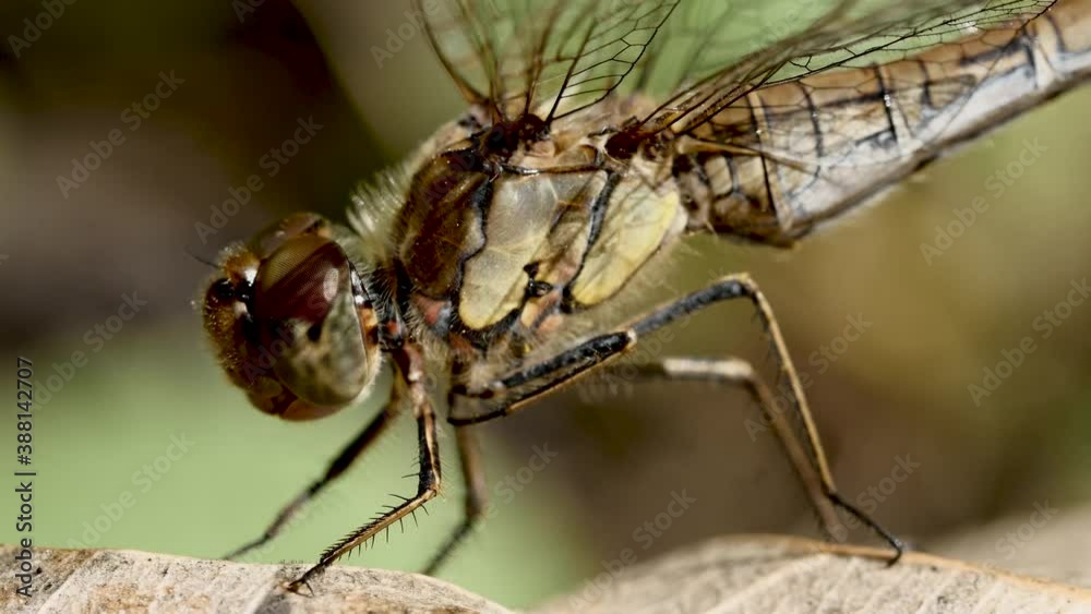 Libellule sur feuille.