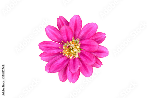 Zinnia elegans flower isolated on white background. Object with clipping path. © banphote