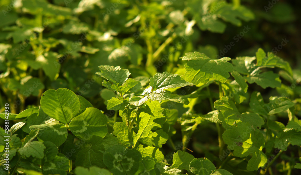 Fresh green meadow plants close up shot. Under the autumn sun. Greenery background. Fresh green meadow plants close up shot. Under the autumn sun. Greenery background.