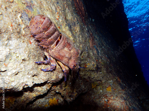 Scuba Diving Malta  Gozo and Comino