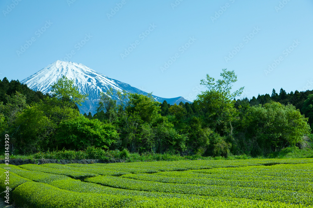 Obraz premium 茶畑と富士山