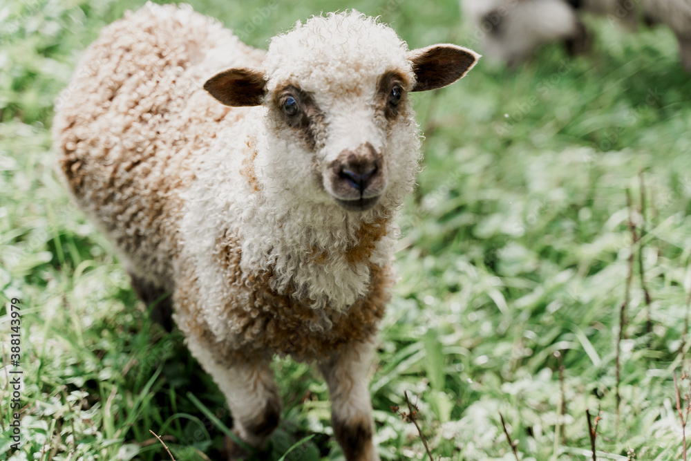 Funny sheep close-up on the green field. Happy animal with beautiful wool. Advert for wool, milk, cheese production from sheeps and rams