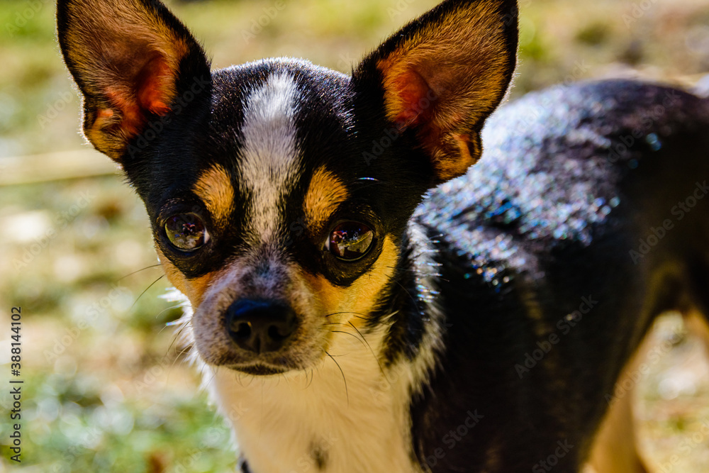 Curious Chihuahua dog looks in the camera Curious Chihuahua dog looks in the camera