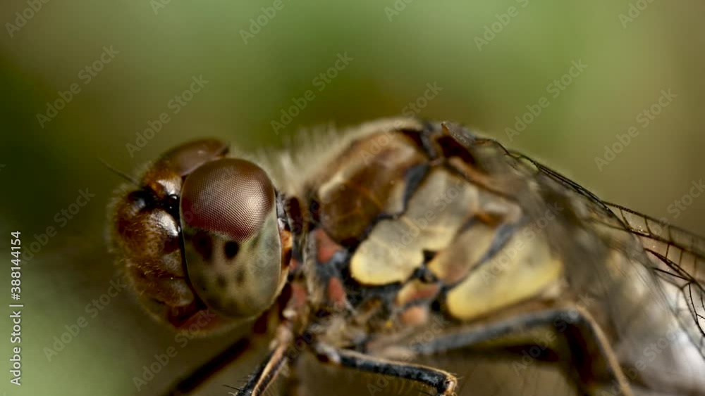 Libellule sur feuille.