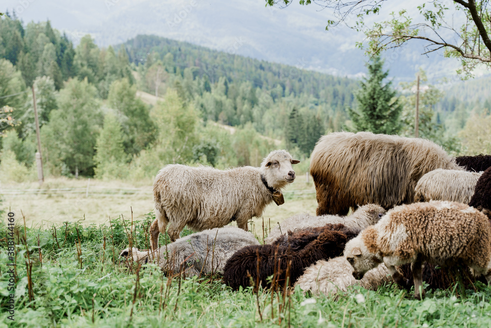 Obraz premium Flock of sheep in the mountains. Sheeps and rams on the green field on the farm. Production of wool from animals.