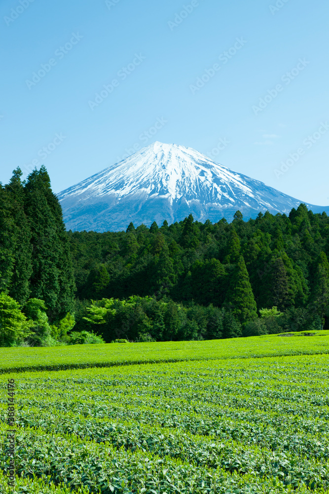 Obraz premium 茶畑と富士山