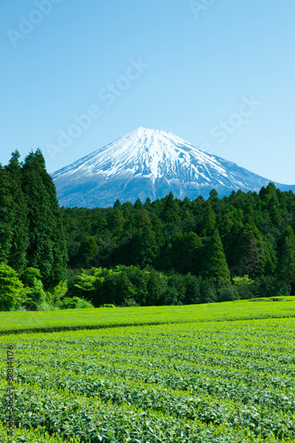 茶畑と富士山