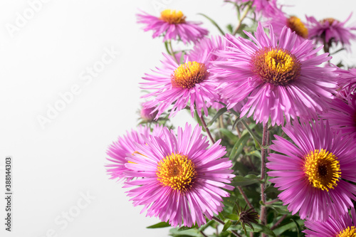 Lilac asters isolated on white and gray background
