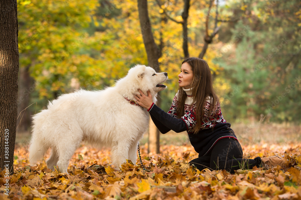Young woman walking in the park with a dog Samoyed